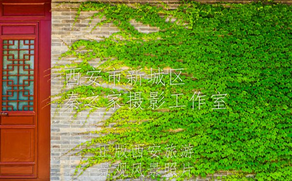 中国陕西省西安市秦岭北麓山脉山下的草堂寺佛堂外的绿色植物