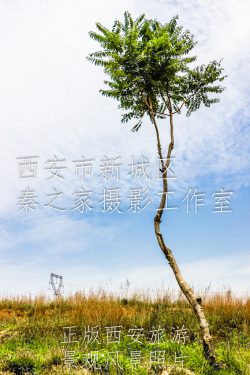 中国陕西西安浐灞生态区夏季晴天的绿树景观