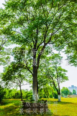 夏天中国陕西西安大明宫国家遗址公园绿树景观