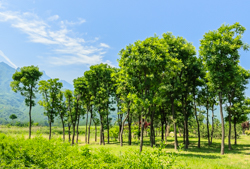 夏天的中国陕西省西安市秦岭北麓山脉山下的绿色树木风景