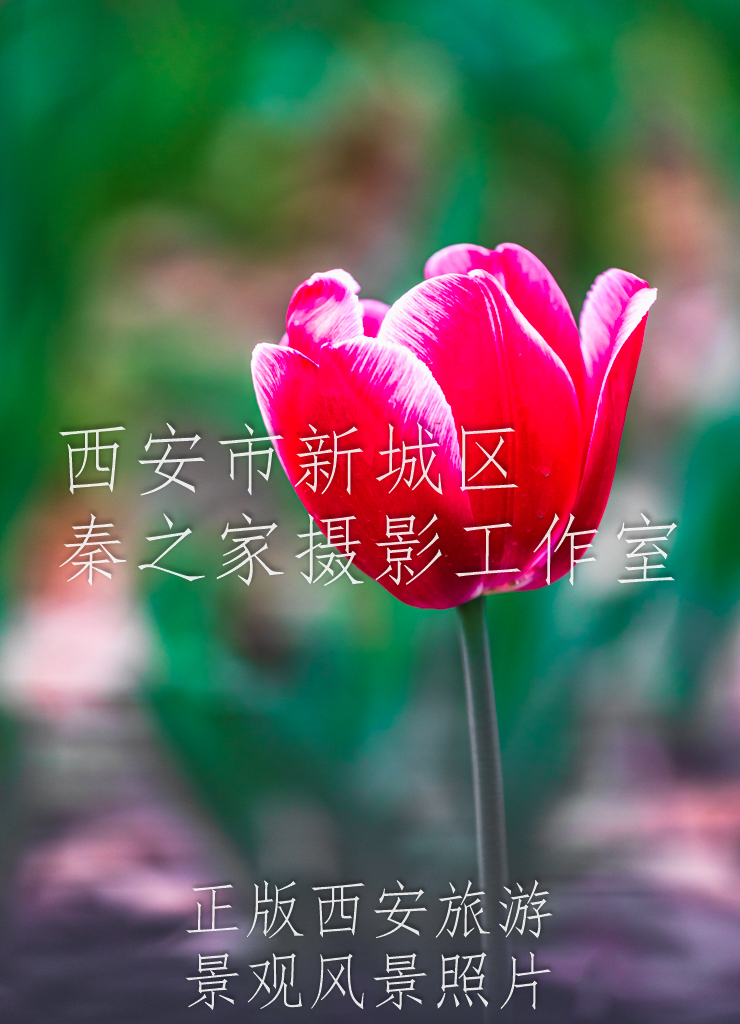 春天将要绽放的红色郁金香花朵