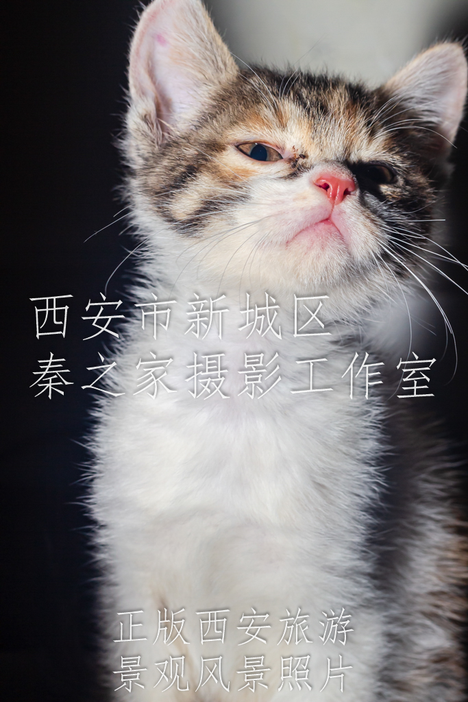 傲娇的小猫咪