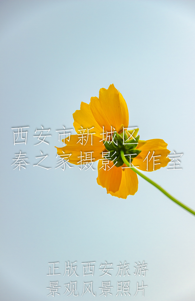 夏天阳光下的花朵