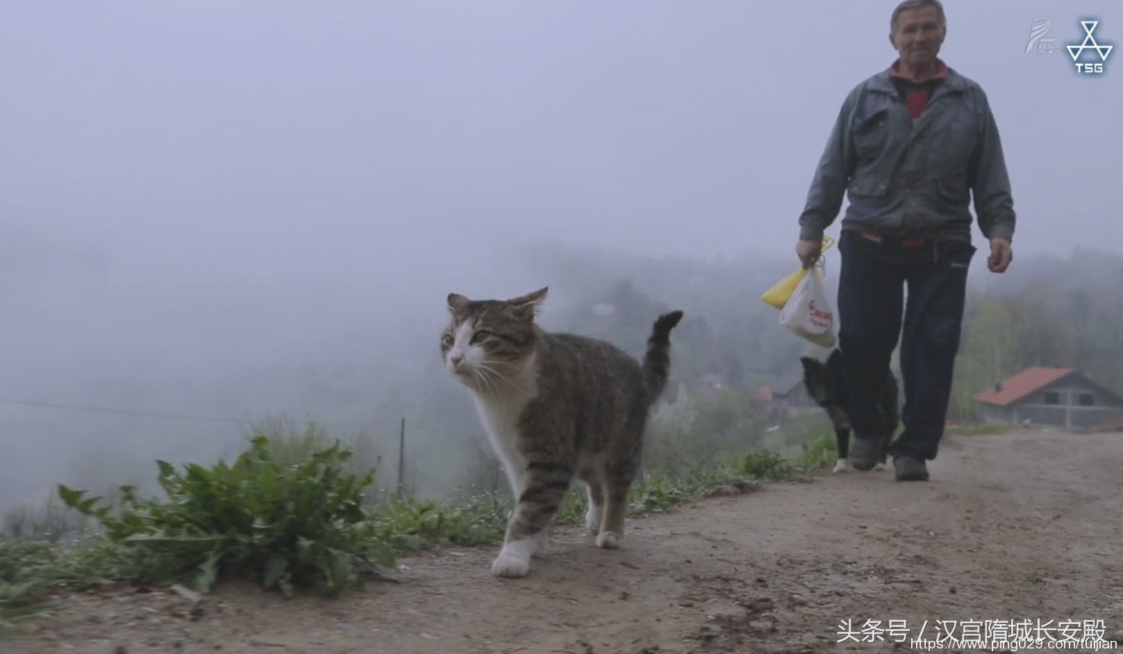 每天推荐一部纪录片：《岩合光昭的猫步走世界》拍摄世界各地猫咪