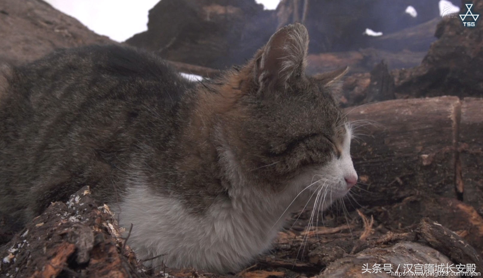 每天推荐一部纪录片：《岩合光昭的猫步走世界》拍摄世界各地猫咪