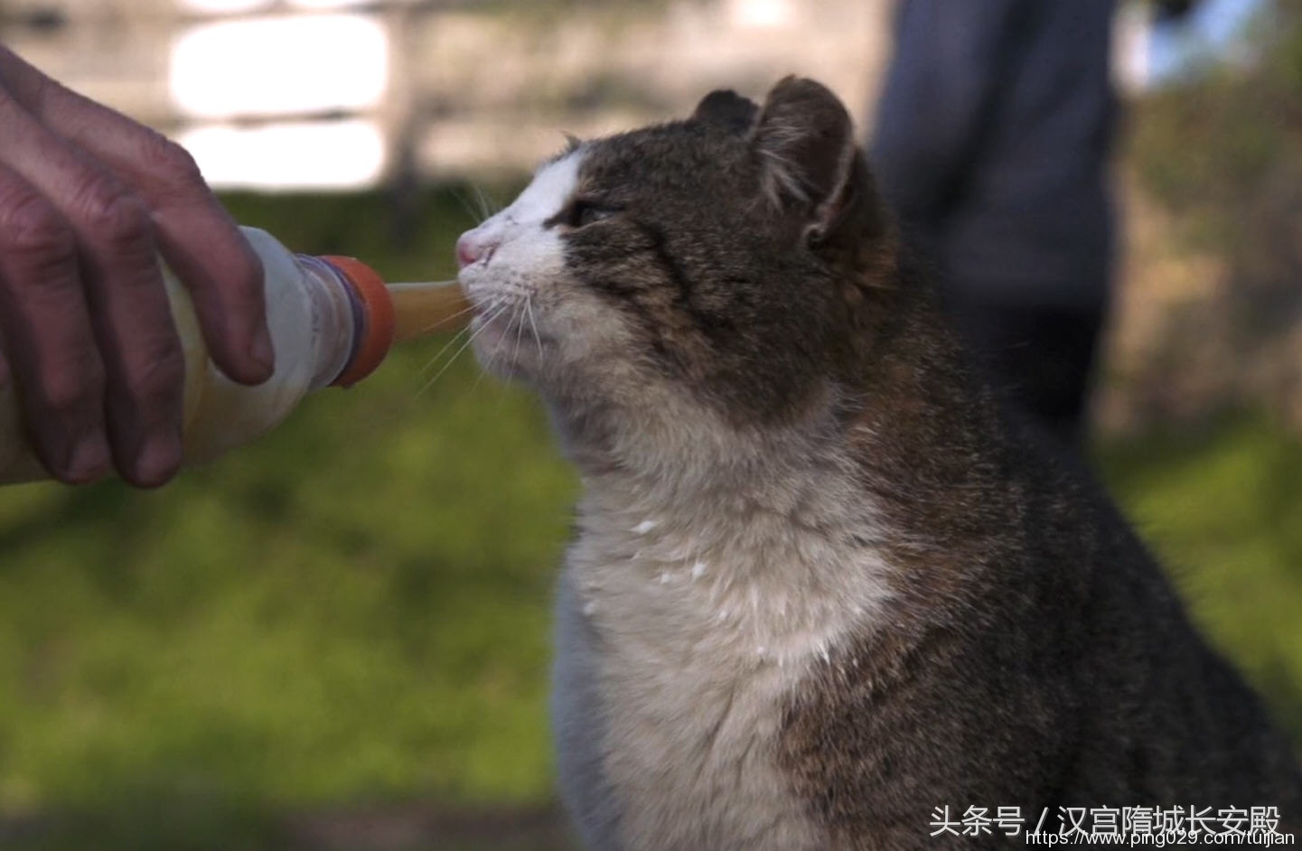 每天推荐一部纪录片：《岩合光昭的猫步走世界》拍摄世界各地猫咪